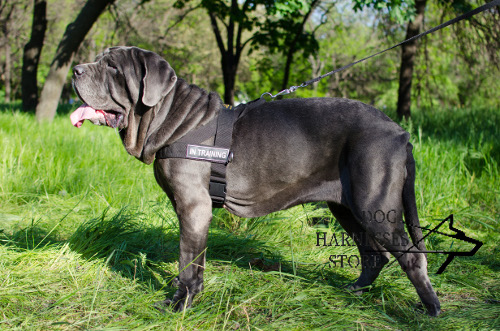 Mastino Neapolitano with nylon dog
harness