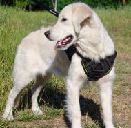 Nylon Dog Harness for Golden Retriever Training and Sport