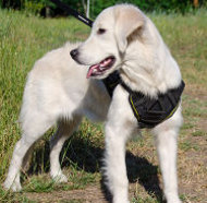 Nylon Dog Harness with Handle