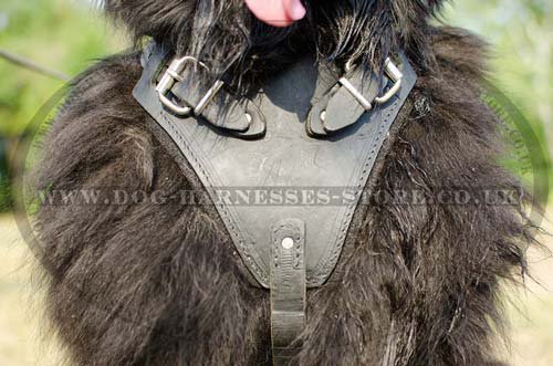 Leather dog harness with padded chest plate for Newfoundland
