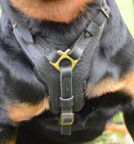 Bestseller! Rottweiler Harness of Leather with Large Chest Plate