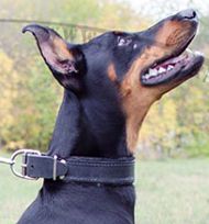 Padded Leather Dog Collar