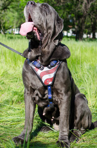 Padded Harness UK "American Pride" for Mastino Napoletano