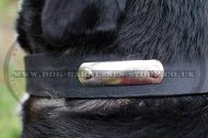 Leather Dog Collar with ID Tag for Swiss Mountain Dog