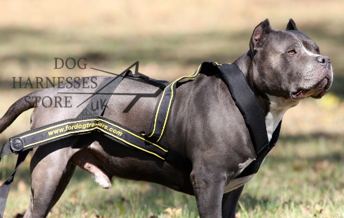Dog Scootering Harness