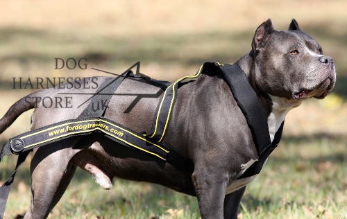 Dog Pulling Harness