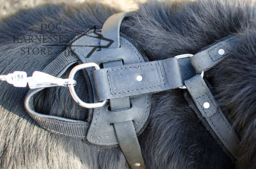 Leather Dog Harness UK for Newfoundland with Solid Nickel Hardware