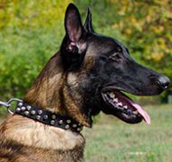 home training collar