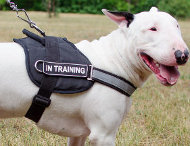 Reflective Dog Harness for Bull Terrier Training and Work