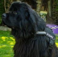 Reflective Dog Harness Nylon for Newfoundland Walking & Training