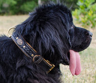 Bestseller! Royal Dog Collar for Newfoundland, Natural Leather