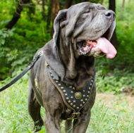 Royal Dog Harness Nappa Padded and Studded for Neo Mastiff