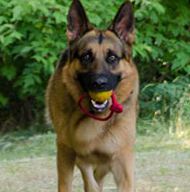 Dog FlyBall