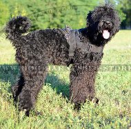 Black Russian Terrier Harness