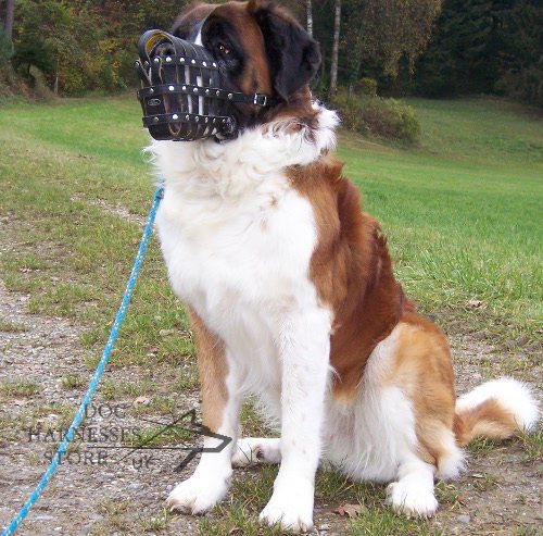 Leather Dog Muzzle for Sale UK