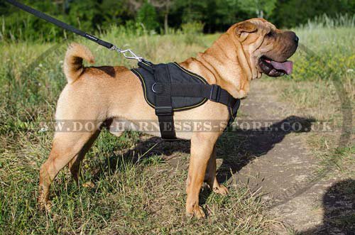 Best Dog Harness UK