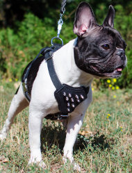 Bestseller! Spiked Dog Harness for French Bulldog Walking