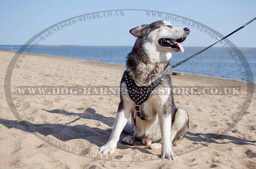 Malamute Harness UK