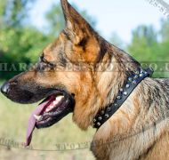 Studded Dog Collar with Nickel Pyramids for German Shepherd