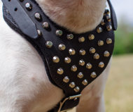 Studded Dog Harness Leather with Padded Chest for Bull Terrier