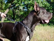 Studded Dog Harness Leather for Great Dane Walking in Style