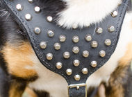 Studded Dog Harness for Swiss Mountain Dog Walking