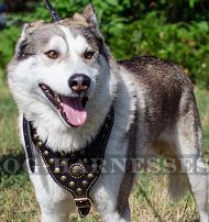 Luxury Dog Harness for West Siberian Laika, Brass Studded