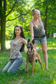 Studded Walking Leather Dog Harness for German Shepherd