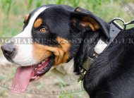 Stylish Dog Collar with Spikes and Plates for Swiss Mountain Dog