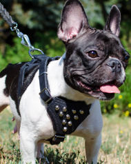 Little Dog Harness