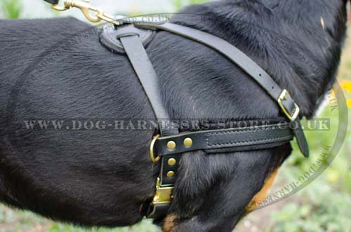 Greater Swiss Mountain Dog Harness