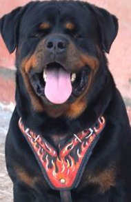 Unique Leather Dog Harness with "Flame" Painting for Rottweiler