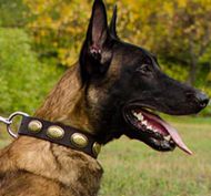 Vintage Dog Collar with Oval Brass Plates for Belgian Shepherd