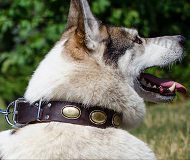 Leather Dog Collar in Vintage Style for West Siberian Laika