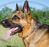 Vintage Dog Collar with Round Silver Studs for German Shepherd