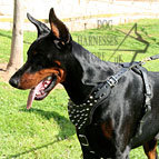 Walking Harness for Doberman with Spikes - Best in Millennium