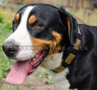 Wide Leather Dog Collar with Brass Plates for Swiss Mountain Dog
