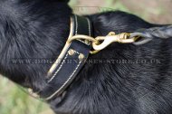Wide Leather Dog Collar Nappa Padded for Swiss Mountain Dog