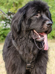 Leather Dog Harness Padded for Newfoundland, Safety!