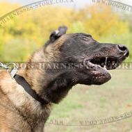 Adjustable Dog Collar for Belgian Shepherd of Nylon with Buckle