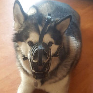 Alaskan Malamute Muzzle of Nappa Padded Leather, Royal Alaskan Malamute Muzzle of Nappa Padded Leather, Royal