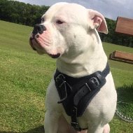 American Bulldog Dog Leather Harness for Protection