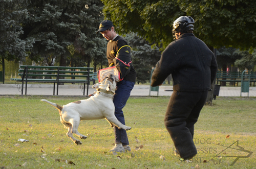 American Bully in Training