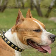 American Staffordshire Terrier Collar Brass Studded Thin Leather