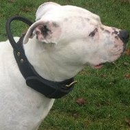 American Staffordshire Terrier Collar with Handle for Agitation