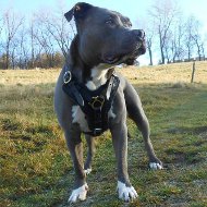Amstaff Leather Harness, Super Strong and Comfortable Design!