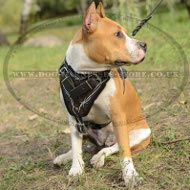 Amstaff Harness with Barbwire Hand Painting on Genuine Leather
