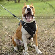 Amstaff Harness of Leather for Service Work, Training and Walks