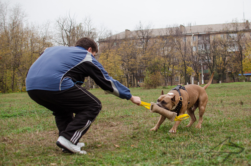 Amstaff Training