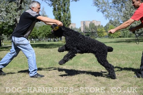 Attack Dog Training IPO, Schutzhund